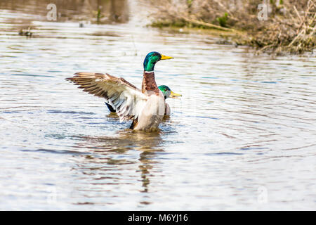 Männliche Stockente im Wasser Stockfoto