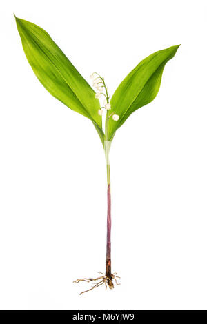 Eine botanische Art Bild von Lily eines einzelnen Betriebes von Maiglöckchen vor einem weißen Hintergrund Stockfoto