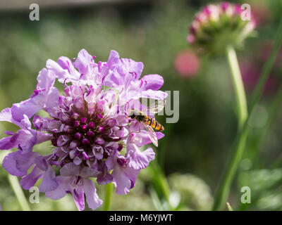 Ein marmalade hoverfly Fütterung auf das Pulver blau Blume eines scabious Stockfoto