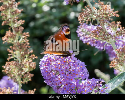 Ein tagpfauenauge (Nymphalis io) Fütterung auf die Blume eines lila Sommerflieder Stockfoto
