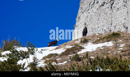 Rupicapra oder Fensterleder Tier. wilde Ziege auf dem Berg Stockfoto