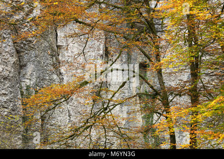 Herbstliche Farben, Bief du Sarrazin, Source du Lison, Doubs, Franche-Comté, Frankreich Stockfoto