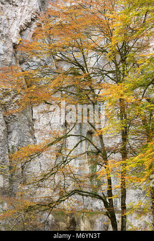 Herbstliche Farben, Bief du Sarrazin, Source du Lison, Doubs, Franche-Comté, Frankreich Stockfoto
