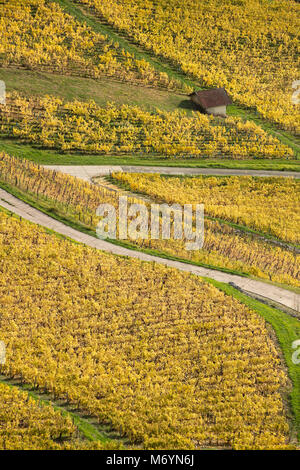 Die Weinberge rund um Château-Chalon, Jura, Franche-Comté, Frankreich Stockfoto