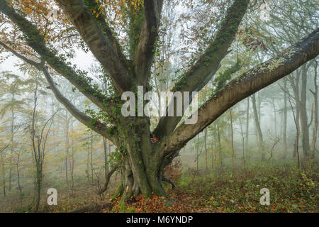 Einer nebligen Herbstmorgen im Wald, in der Nähe von Everlanes Milborne Port, Somerset, England, Großbritannien Stockfoto