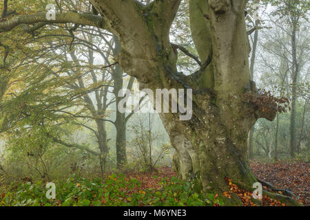 Einer nebligen Herbstmorgen im Wald, in der Nähe von Everlanes Milborne Port, Somerset, England, Großbritannien Stockfoto