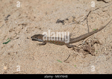 Atlantic Lizard (Gallotia Atlantica) Stockfoto