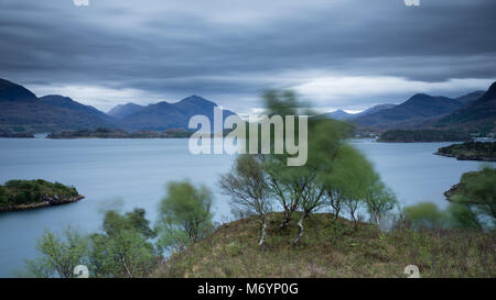 Ein Baum im Wind über Loch Shieldaig mit die Torridon Berge, Wester Ross, Schottland, Großbritannien Stockfoto