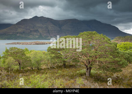 Caledonian Kiefern auf Aird Mhor über Loch Torridon, Ben Damh Immobilien, Wester Ross, Schottland, Großbritannien Stockfoto