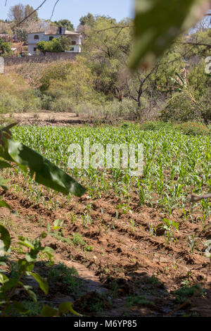 Carrizal, Oaxaca, Mexiko - ein kleines Maisfeld im Westen Etla Tal der ländlichen Oaxaca. Billig Mais aus den USA im Rahmen des North American Free importiert Stockfoto