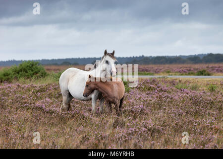 New Forest Ponys, eine graue Stute und ihr Kastanienfohlen, im Spätsommerheide. Hampshire, Großbritannien. Stockfoto