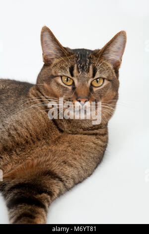 Niedlich mit weit aufgerissenen Augen teil Abessinier junge männliche Katze entspannend Stockfoto