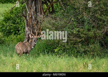 Kudus - Tragelaphus strepsiceros, großen gestreiften Antilopen aus der afrikanischen Savanne, Taita Hills Reservat, Kenia. Stockfoto