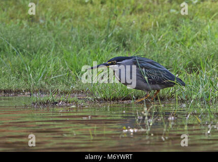 Grün - Heron (Butorides striata rutenbergi) Erwachsenen at Waters Edge gesichert, Madagaskar endemische Unterarten. Lac Ravelobe, Ampijoroa Wald Station, Ankara Stockfoto