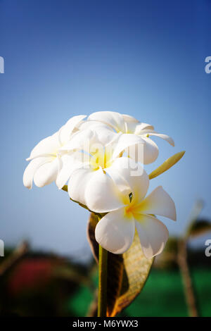 Weiße Blumen Frangipani (Plumeria Alba) vor blauem Himmel, Kambodscha, Asien Stockfoto