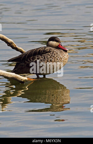 Rot - Teal (Anas erythrorhyncha) Erwachsenen ruht auf gefallene Zweig Antananarivo, Madagaskar November in Rechnung gestellt Stockfoto