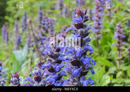 Violette Blume mit blured grüner Hintergrund, Makro Foto Stockfoto
