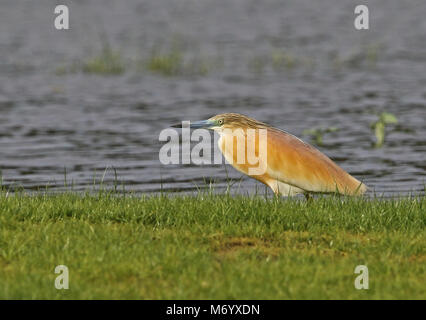 Squacco Heron (Ardeola ralloides paludivaga) Erwachsenen at Waters Edge Lac Ravelobe, Ampijoroa Wald Station, Ankarafantsika finden, Madagaskar Keine Stockfoto