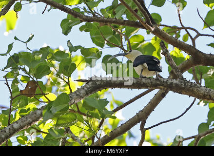 Sichel-billed Vanga (Falculea palliata) Erwachsene in der Haube, madagassischen endemisch Ampijoroa Wald Station thront, Ankarafantsika finden, Madagaskar Stockfoto