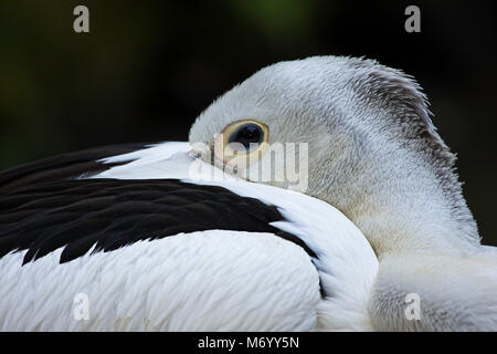 Die weiße Pelikan, Pelecanus conspicillatus, ist in Australien, Irian Jaya, Indonesien, wo dieser individuellen fotografiert wurde gefunden. Stockfoto