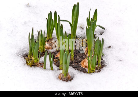 Angehende Narzissen in einer verschneiten Garten Stockfoto