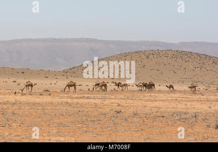Kamel in der Wüste von Marokko in Nordafrika. Stockfoto