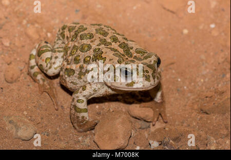 Nordafrikanischen Wechselkröte (Bufotes Boulengeri) in Marokko in Nordafrika. Stockfoto