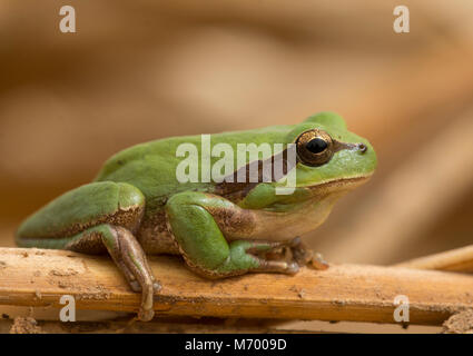 Stripeless Laubfrosch (Hyla meridionalis) saß auf einem Reed Stammzellen in Marokko in Nordafrika. Stockfoto