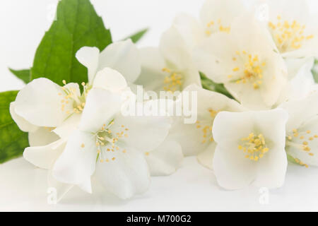 Jasmin auf einem weißen Hintergrund. Stockfoto