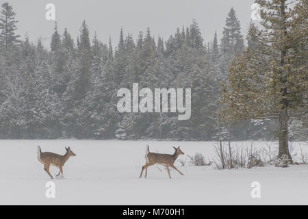 Zwei White tailed deer über Eis und See und Schnee im Winter Stockfoto