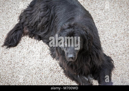 Berner Sennenhund im Hof sitzen Stockfoto