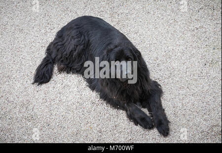 Berner Sennenhund im Hof sitzen Stockfoto