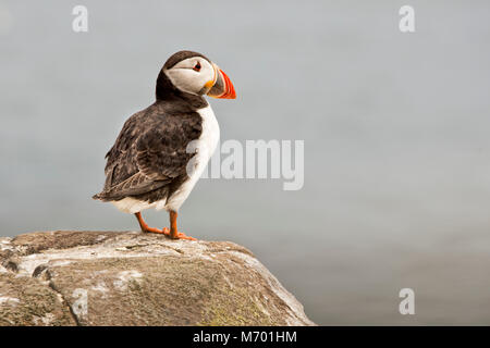 Single Papageitaucher thront auf einer Klippe Stockfoto