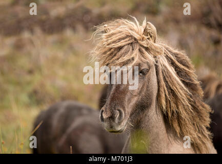 Shetland pony South Uist Äußere Hebriden Schottland Stockfoto