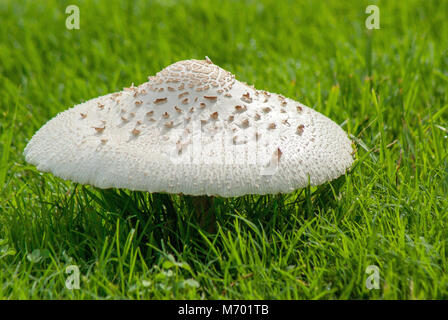 Seitenansicht von großen Pilz auf grünen Rasen Stockfoto