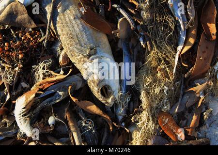 Tote Fische an Land gespült. Stockfoto