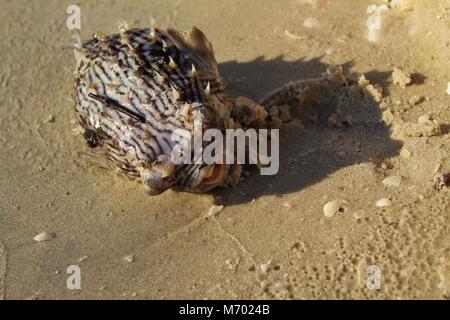 Tot Kugelfisch gewaschen an Land. Stockfoto