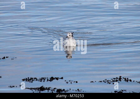 Ein erwachsener Bonapartes Möwe (Chroicocephalus Philadelphia). Stockfoto