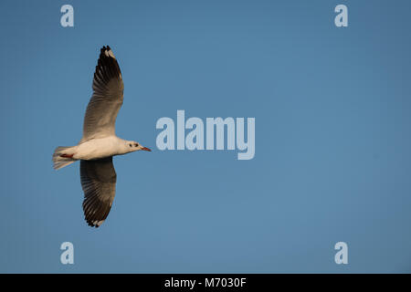 Die brown-headed Gull (Chroicocephalus brunnicephalus) ist eine kleine Möwe, die Rassen in den Hochebenen Zentralasiens aus Tadschikistan zu Ordos in I Stockfoto