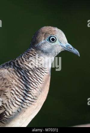 Das Zebra dove (Geopelia Striata) auch als gesperrt Boden Taube genannt, ist ein Vogel der Taube Familie Columbidae, beheimatet in Südostasien. Sie sind klein, Stockfoto