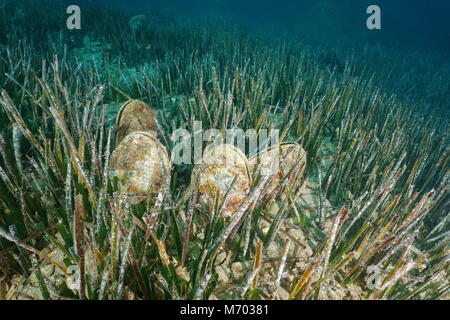 Einige Muscheln edle Stifteschale, Pinna nobilis, unter Wasser auf dem Meeresboden mit Neptun Gras, Mittelmeer, Cap de Creus, Costa Brava, Spanien Stockfoto