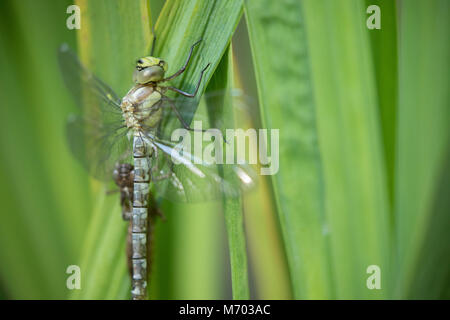 Ein vor kurzem Libelle geschlüpft neben die Schale der Nymphe in einen Garten, milborne Port, Somerset, England, Großbritannien Stockfoto