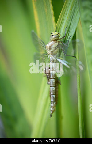 Ein vor kurzem Libelle geschlüpft neben die Schale der Nymphe in einen Garten, milborne Port, Somerset, England, Großbritannien Stockfoto