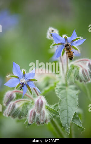 Biene bestäubt Borretsch in einem Garten, milborne Port, Somerset, England, Großbritannien Stockfoto