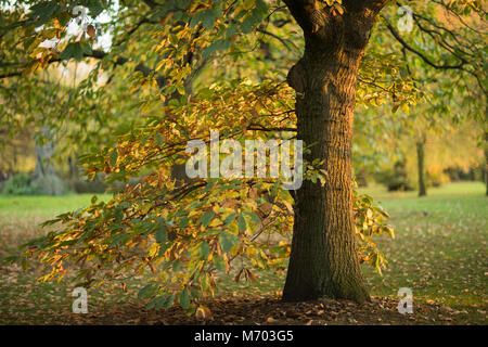 Ein Baum im Hyde Park im Herbst, London, England, Großbritannien Stockfoto