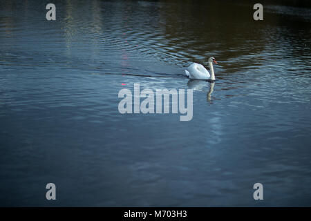 Ein Schwan auf der Runde Pound im Hyde Park in der Dämmerung, London, England, Großbritannien Stockfoto