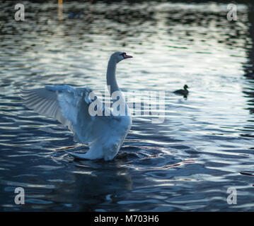 Ein Schwan auf der Runde Pound im Hyde Park in der Dämmerung, London, England, Großbritannien Stockfoto