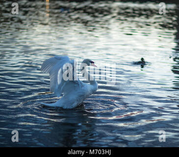 Ein Schwan auf der Runde Pound im Hyde Park in der Dämmerung, London, England, Großbritannien Stockfoto