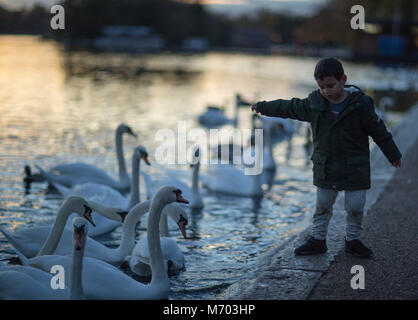 Ein Junge füttern die Schwäne auf der Runde Pound im Hyde Park in der Dämmerung, London, England, Großbritannien Stockfoto