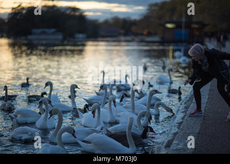 Eine Frau füttern die Schwäne auf der Runde Pound im Hyde Park in der Dämmerung, London, England, Großbritannien Stockfoto